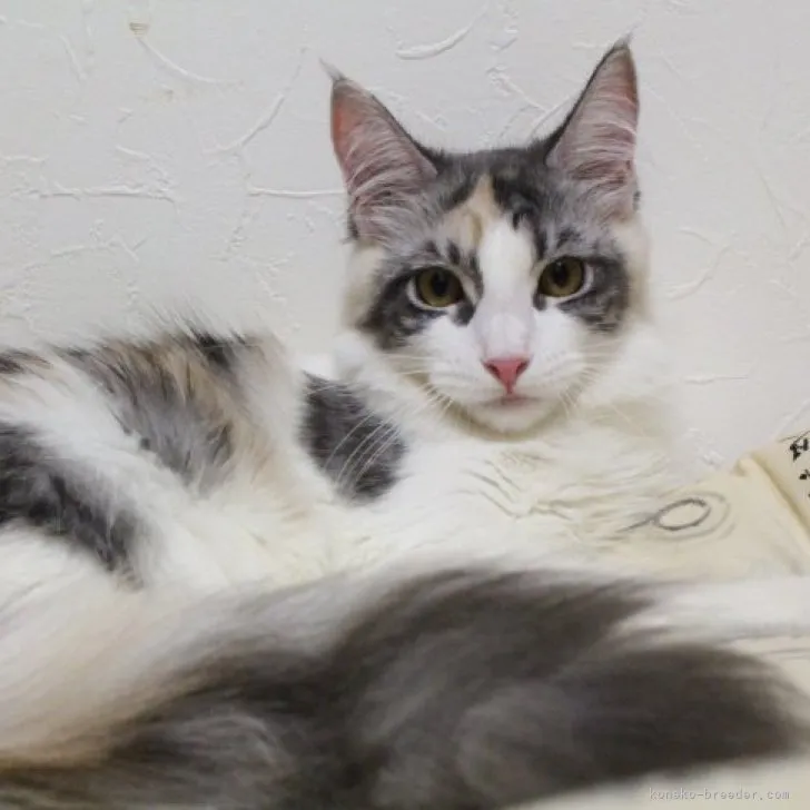 ID:2308-00037の子猫