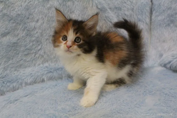ID:1704-00088の子猫