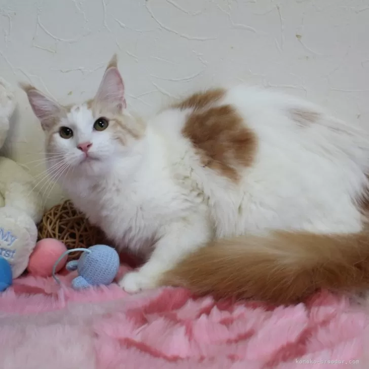 ID：2404-01216の子猫