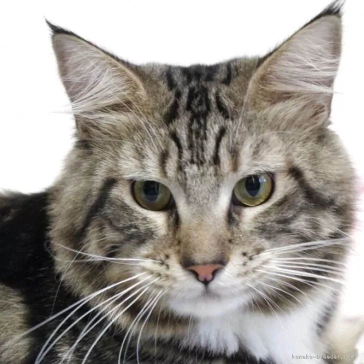 ID:2407-01095の子猫