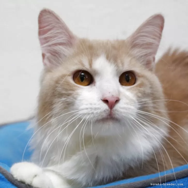 ID:2401-01931の子猫
