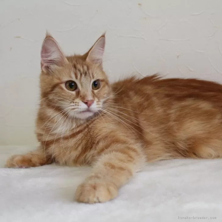 ID:2401-00733の子猫