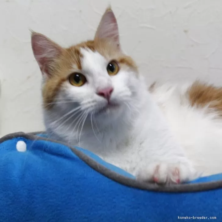 ID:2310-00930の子猫
