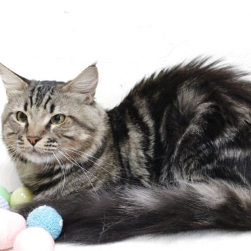 メインクーン【北海道・男の子・2024年7月12日・ブラウンタビー】の写真「😊愛嬌あり可愛い顔立ち😊
性格気質の良い子です」