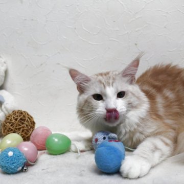 メインクーン【北海道・男の子・2023年12月2日・レッドクラッシック&ホワイト】の写真「💘美しい王子様💘
性格良く甘えん坊さん」