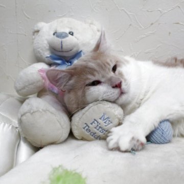 メインクーン【北海道・男の子・2024年4月8日・クリーム&ホワイト】の写真「🌸優しく甘えん坊さん🌸 
大きなぬいぐるみ🧸」