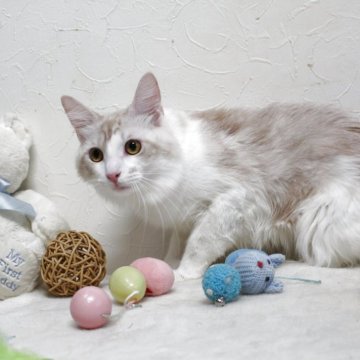 メインクーン【北海道・男の子・2024年3月1日・クリーム&ホワイト】の写真「🔮透明感ある貴公子🔮
🪼癒し系美しい容姿🪼」