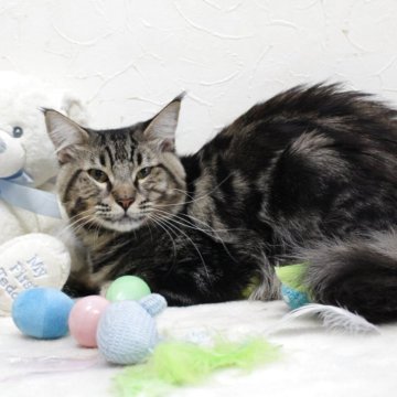 メインクーン【北海道・男の子・2024年7月12日・ブラウンタビー】の写真「🩷可愛い過ぎる性格🩷
心温まる優しい子です♪」