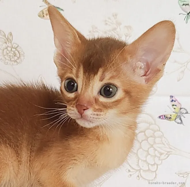 ID:2105-00360の子猫