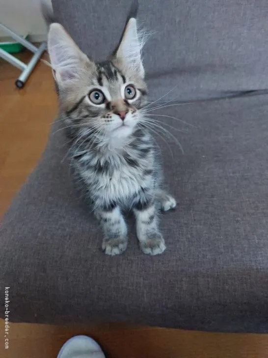 瑞樹 空 様のお迎えした子猫