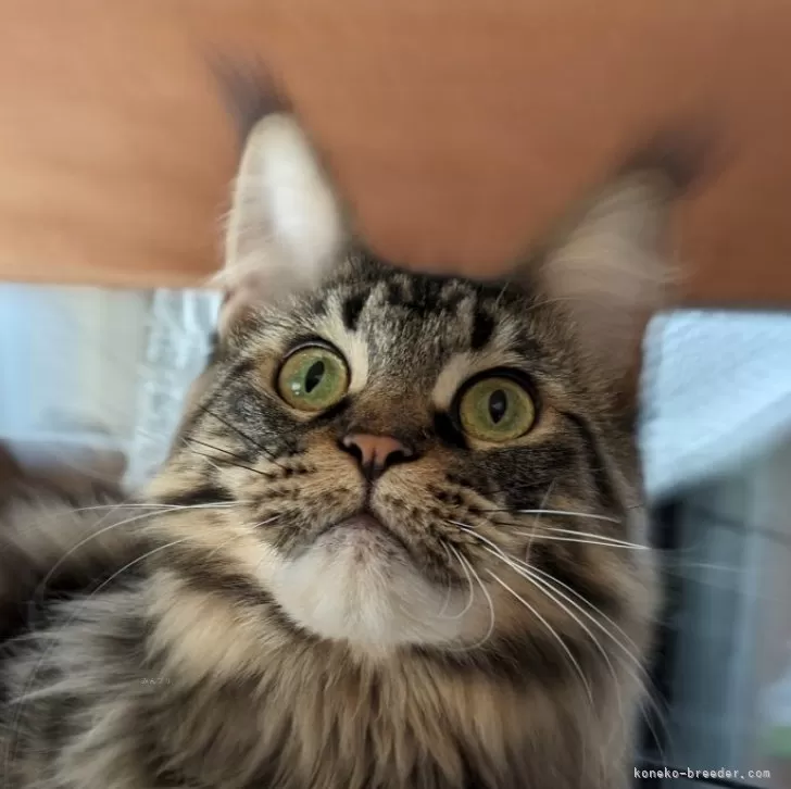 ID:2212-02053の子猫