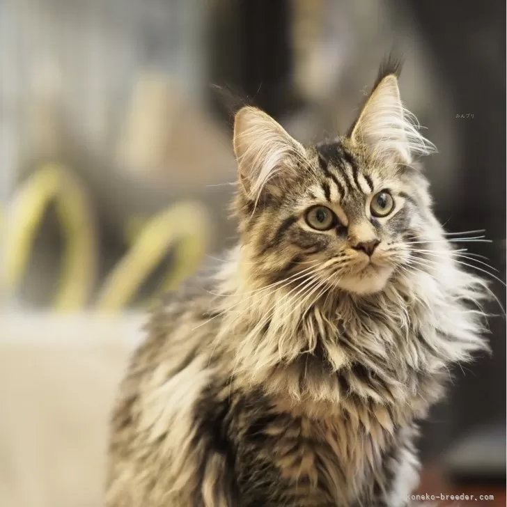 ID：2409-03077の子猫