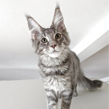 メインクーン【埼玉県・男の子・2025年6月18日・ブルーマッカレルタビー】の写真「耳があり大きく尻尾が長い綺麗なブルー系の男の子」