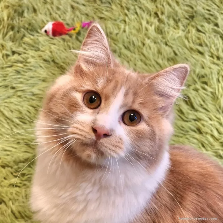 ID:2409-01893の子猫