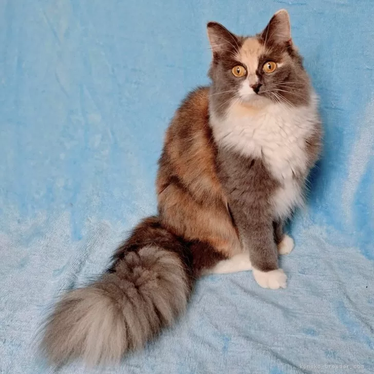 ID:2411-00016の子猫