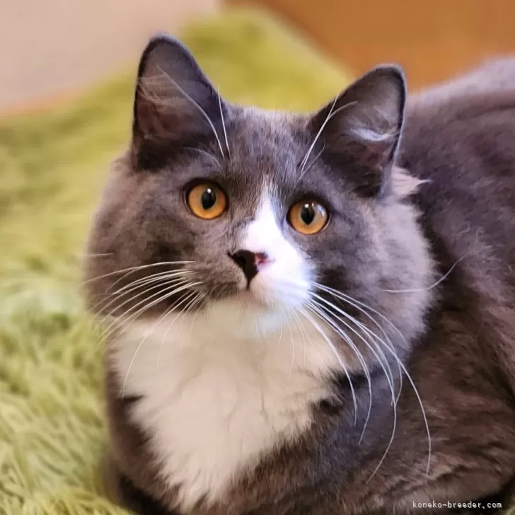 ID:2411-00023の子猫