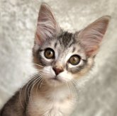 ノルウェージャンフォレストキャット