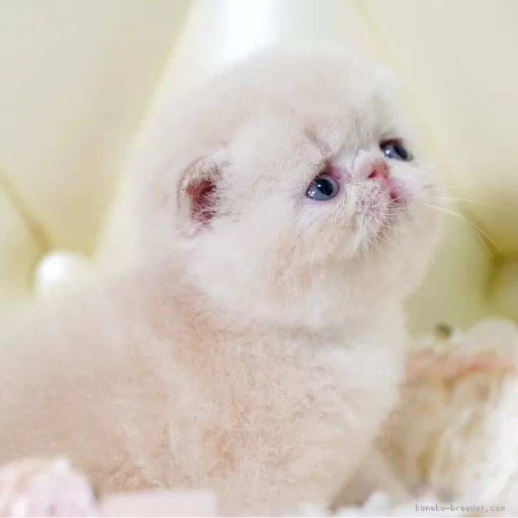 ID：2407-03008の子猫