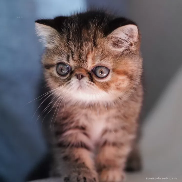 M.I 様のお迎えした子猫