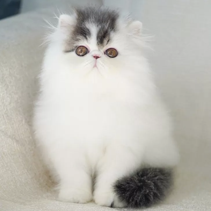 ID：2404-00651の子猫