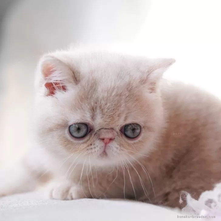K.T 様のお迎えした子猫