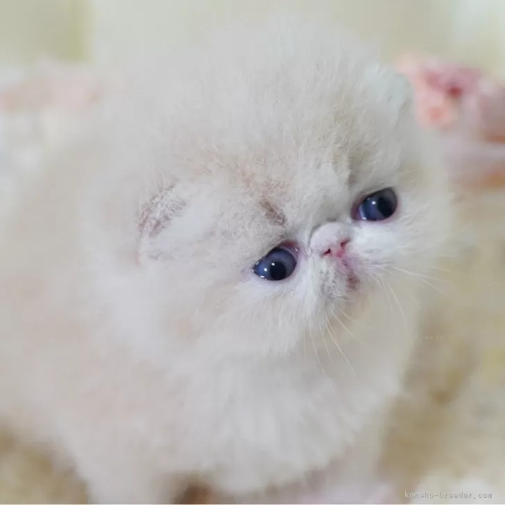 ID:2407-03005の子猫