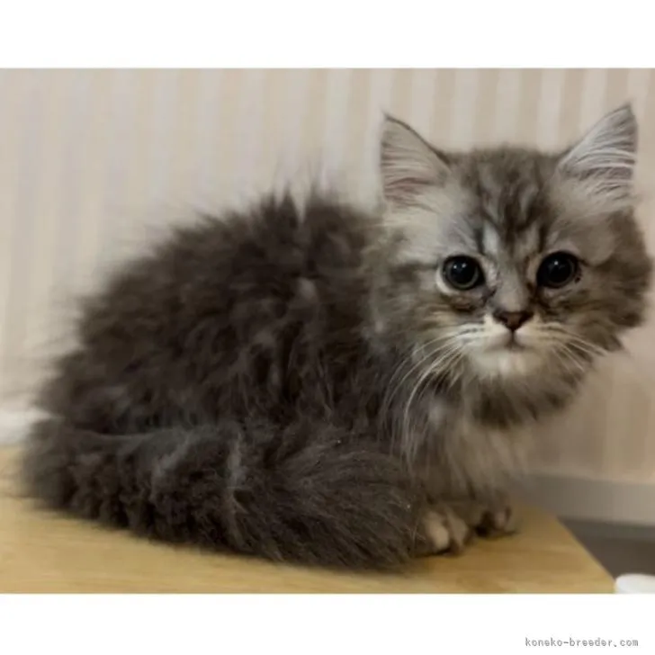 ID:2207-02052の子猫