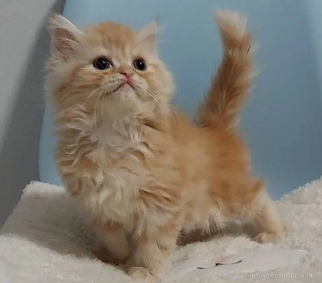 ID:2202-00188の子猫