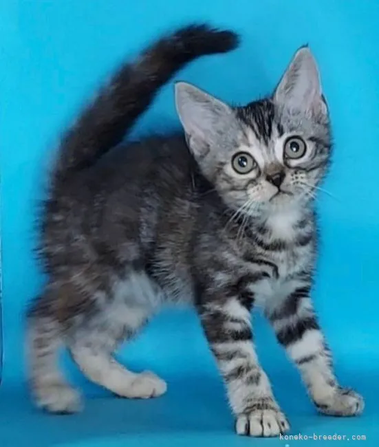 ID:2107-00512の子猫