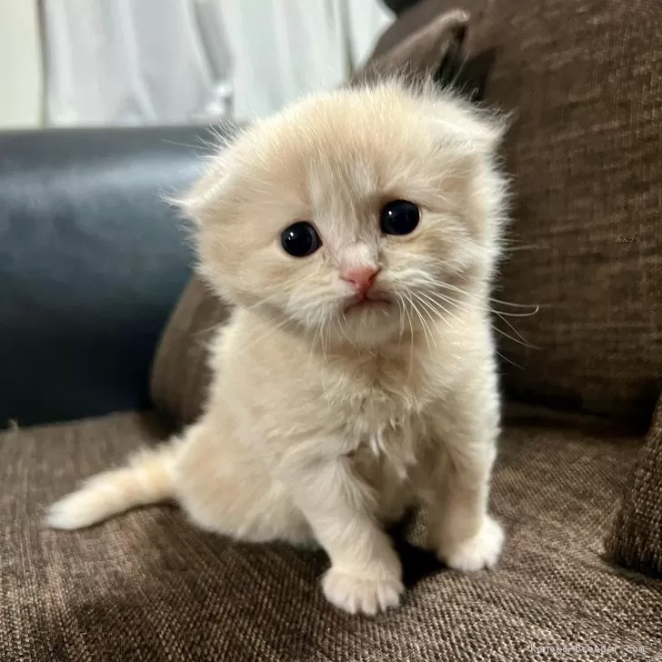 ID:2503-01249の子猫
