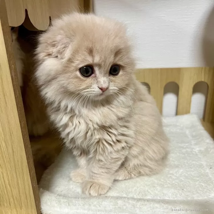 ID:2501-01720の子猫