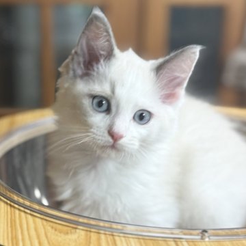 ラグドール【静岡県・男の子・2025年2月8日・ブルーポイントバイカラー（モフモフ）】の写真「キャットタワー大好き💕」