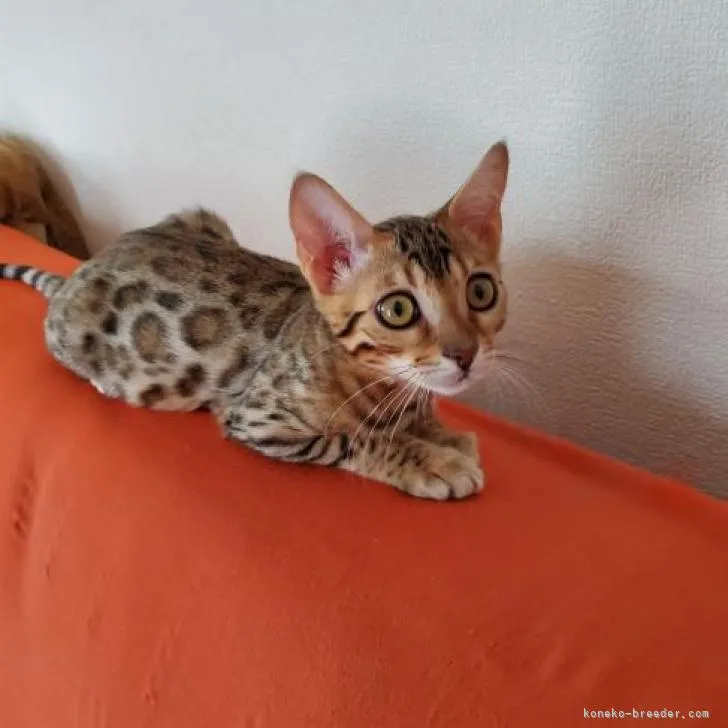 ID:2208-02853の子猫