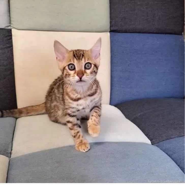 ID:2504-00596の子猫
