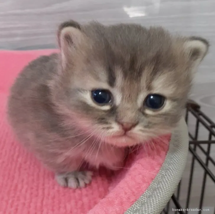 ID:2303-03124の子猫