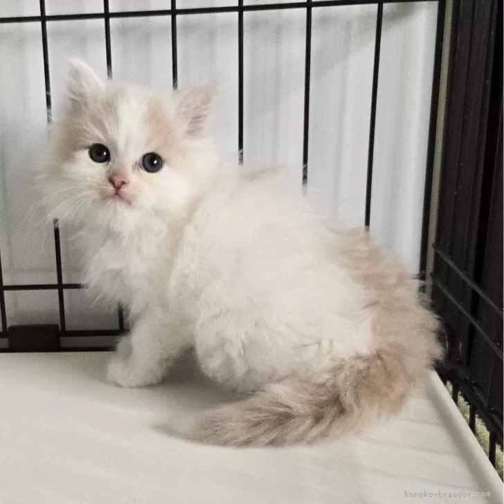 ID:2410-02624の子猫