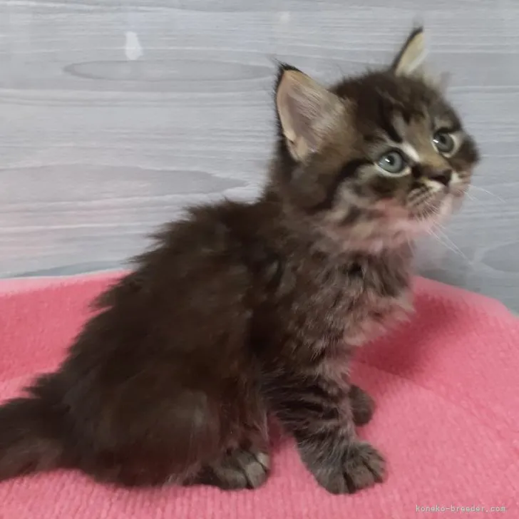 ID:2304-01649の子猫