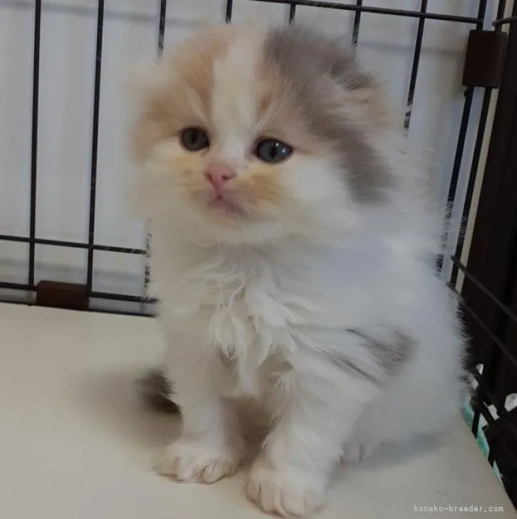 ID:2209-02317の子猫