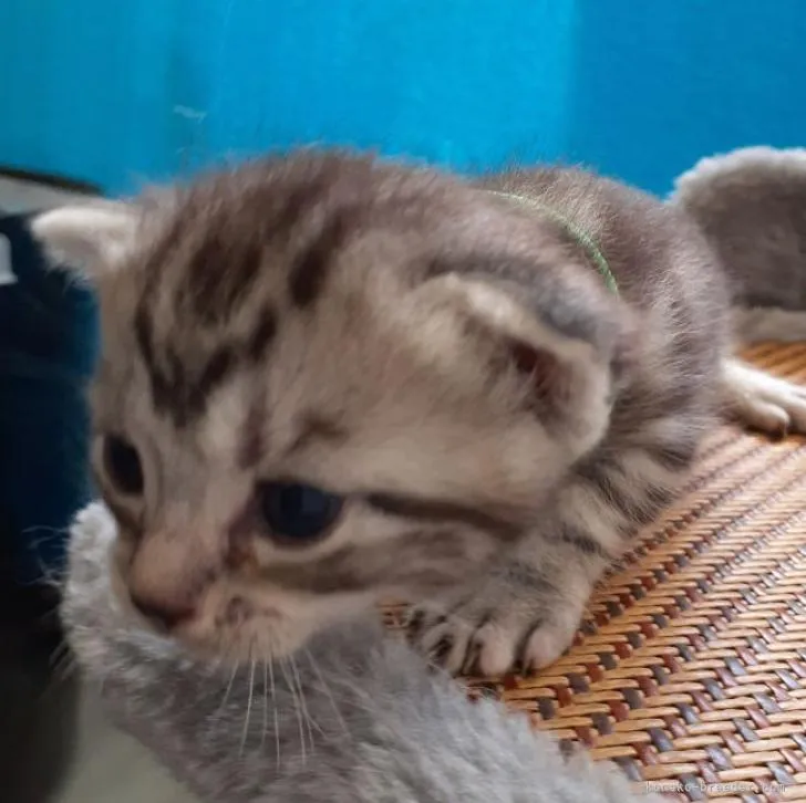 ID:2209-01926の子猫