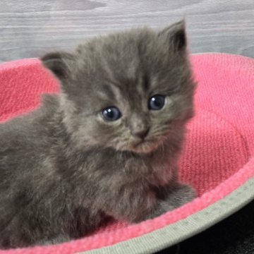 マンチカン(短足)【福岡県・男の子・2024年8月14日・ブルータビー（セミロング）】の写真「おっとり美男子君😺💛」