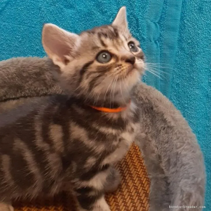 ID:2209-01927の子猫