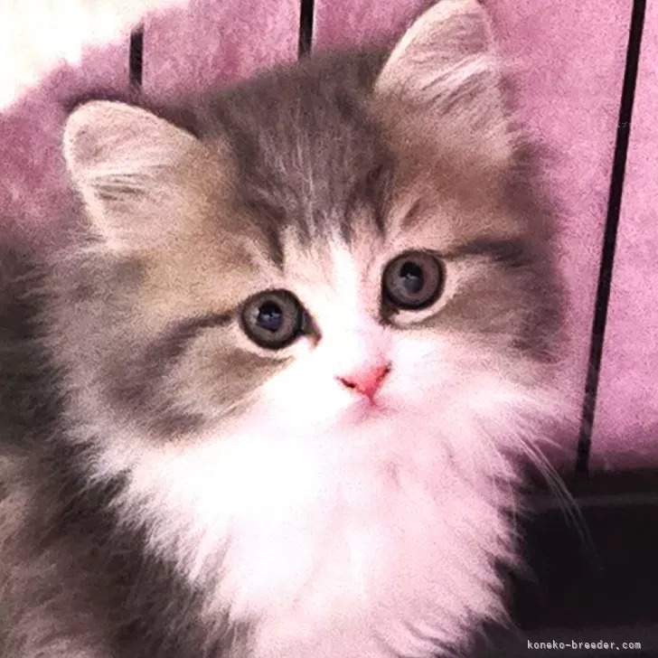 ID:2503-01896の子猫