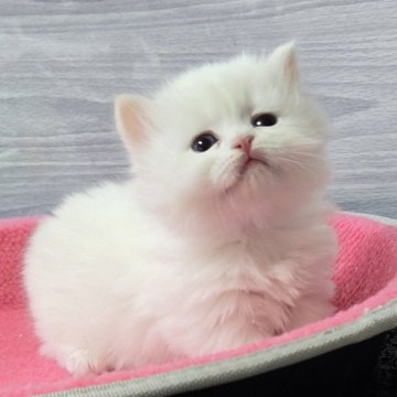 マンチカン(短足)【福岡県・男の子・2025年3月5日・クリームポイント（セミロング）】の写真「おっとり美男子君😺✨」