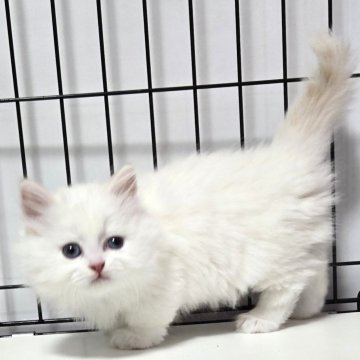 マンチカン(短足)【福岡県・男の子・2025年3月5日・クリームポイント（セミロング）】の写真「おっとり美男子君😺💕」