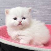 マンチカン(短足)