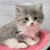 マンチカン(長足)