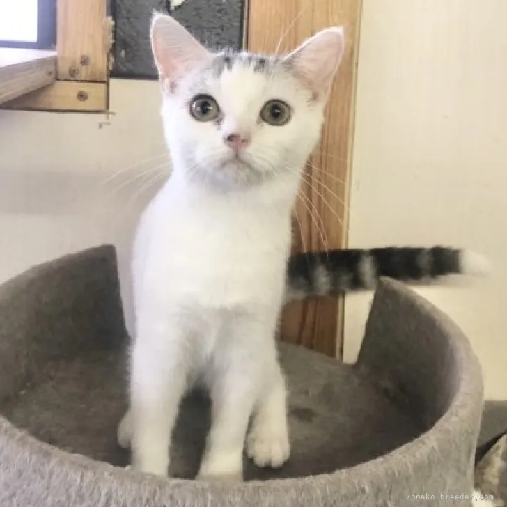 ID:2309-02602の子猫