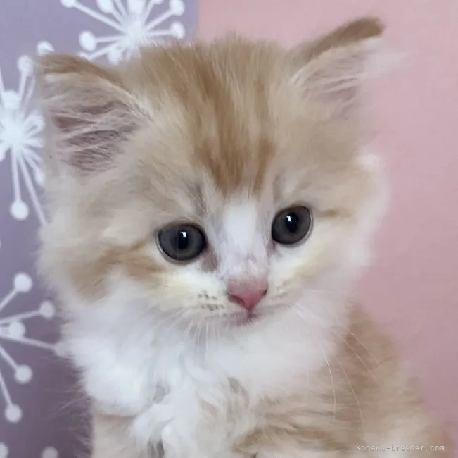 ID:2206-00268の子猫