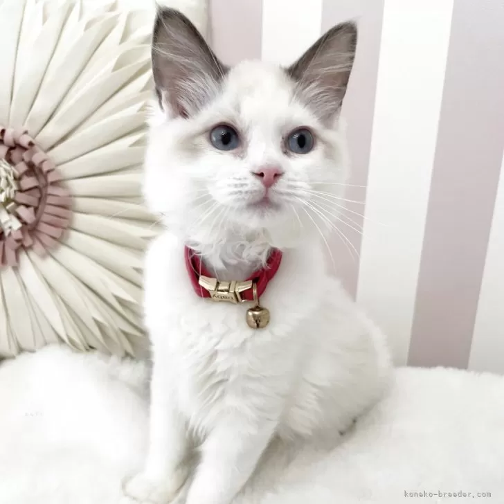 ID:2502-01766の子猫