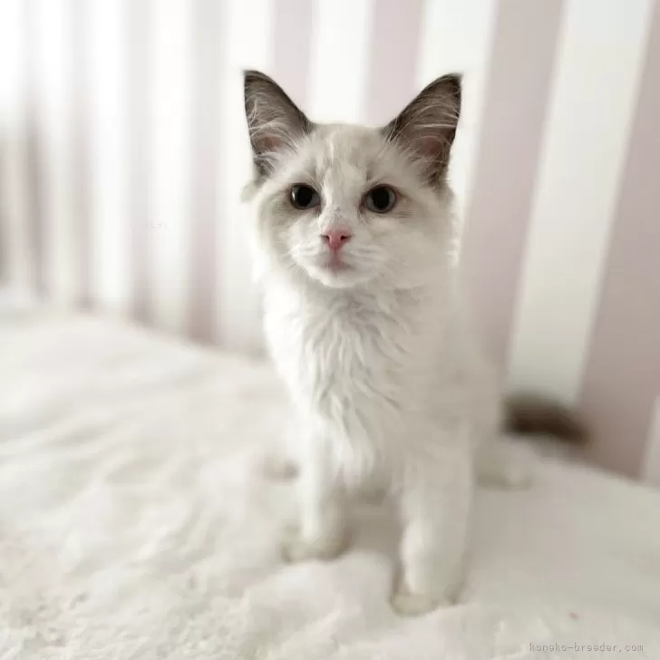 ID:2502-01764の子猫